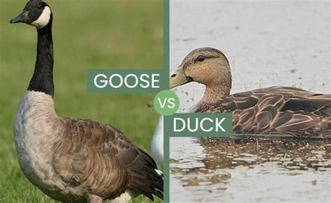 Python vs Goose 的图像结果