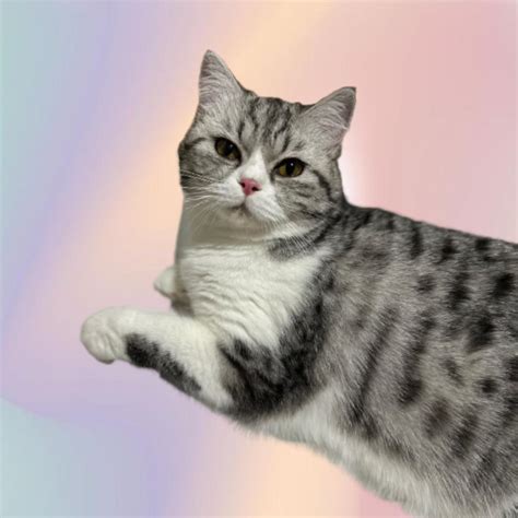 Image result for Python Family