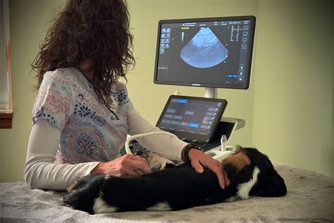 Advanced Veterinary Imaging Services - Vet in Ebensburg | Ebensburg ...
