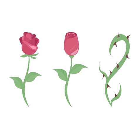Premium Vector | Rose, rose bud, and thorn vector illustration graphics