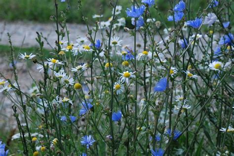 Nature Plant 的图像结果