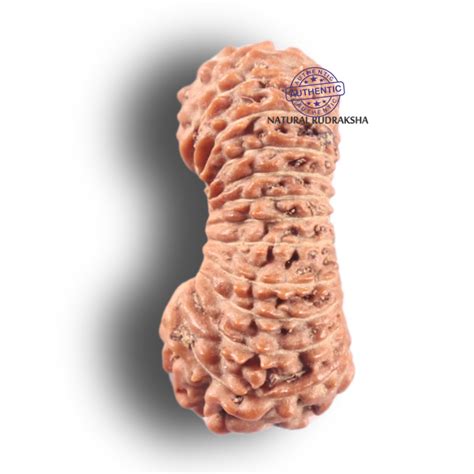 25 Mukhi Rudraksha from Indonesia – Rudra and Sons