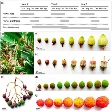 Biotechnology Tree 的图像结果