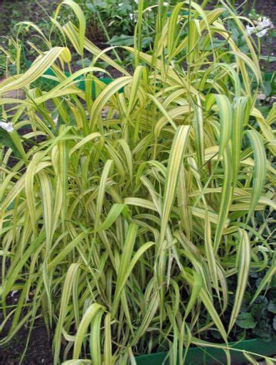 Ornamental Plants Bowles Golden Grass, Golden Millet Grass, Golden Wood ...