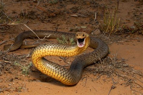 Image result for React JS Python with Django