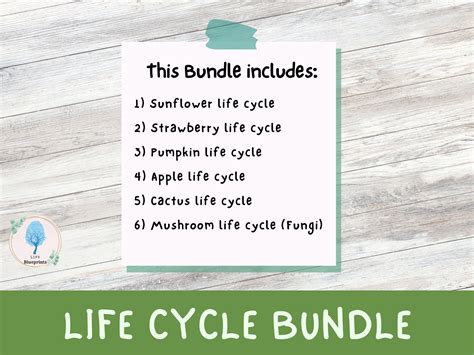 SPANISH Life Cycle of Plants & Fungi Bundle of 6 Mushroom, Fruits ...