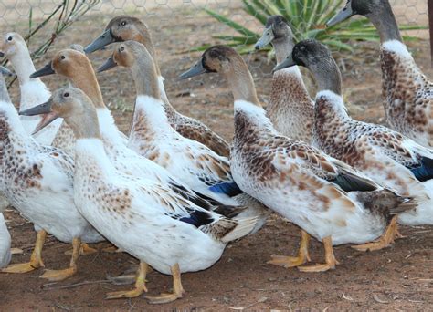 44 Welsh Harlequin ducks ideas | welsh harlequin duck, harlequin, duck ...