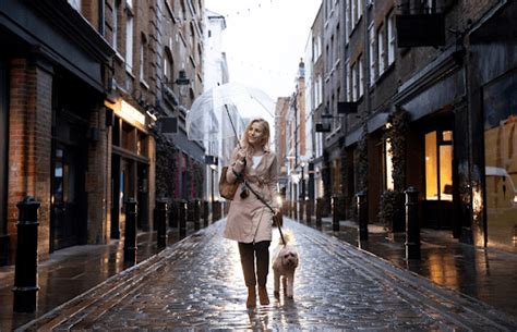 7 Things You Should Consider Before Walking Your Dogs in Rain | Dogseechew