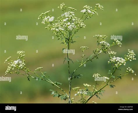 Hemlock or poison hemlock plant, Conium maculatum Stock Photo - Alamy