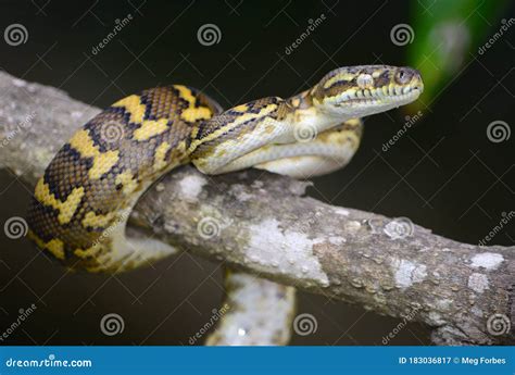 Image result for Northern Carpet Python