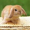 Image result for Baby Bunnies Sleeping