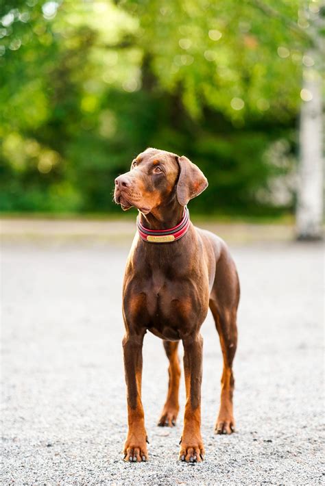 Red Doberman Pinscher With Uncropped Ears