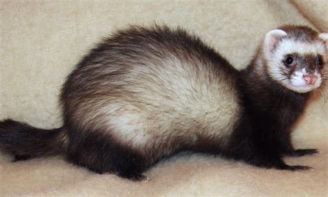 Super Cute Ferrets