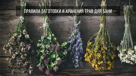 Травы для бани и сауны - как готовить и применять травы для бани
