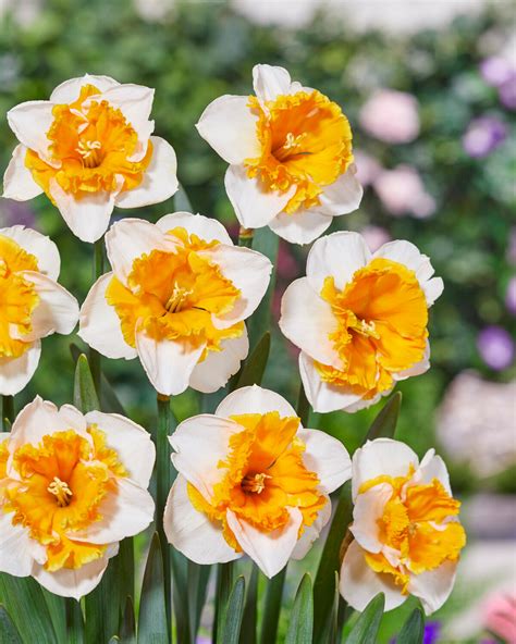 Narcissus 'Love Call' bulbs — Buy online at Farmer Gracy UK