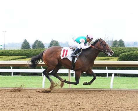Honest Mischief tackles stakes company again in Amsterdam | BRISnet.com ...