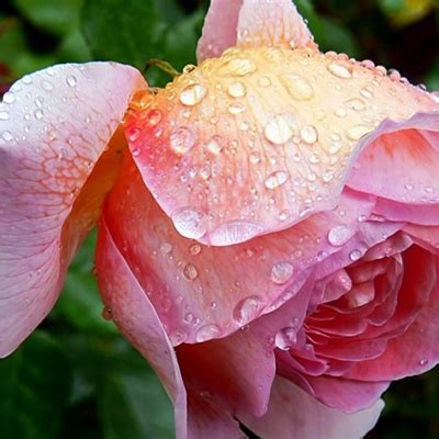 五颜六色的玫瑰鲜花微信头像图片-个性头像