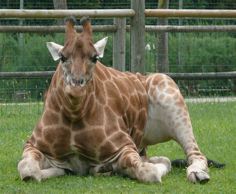Felix, have you ever seen a short necked giraffe? I took this picture ...