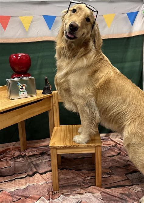 Back to School Puppuccino Fundraiser, Dogtopia of Rocklin (6671 ...