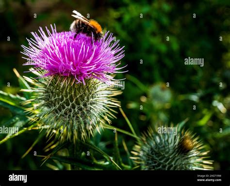 The Scottish Thistle - the national flower of Scotland Stock Photo - Alamy