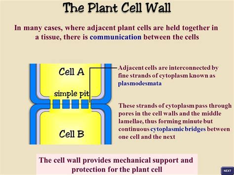 The cytoplasmic bridge betn the two adjacent plant cell is called ...