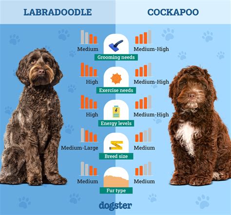 Image result for Cockapoo vs Labradoodle