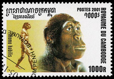 Australopithecus Habilis 的图像结果