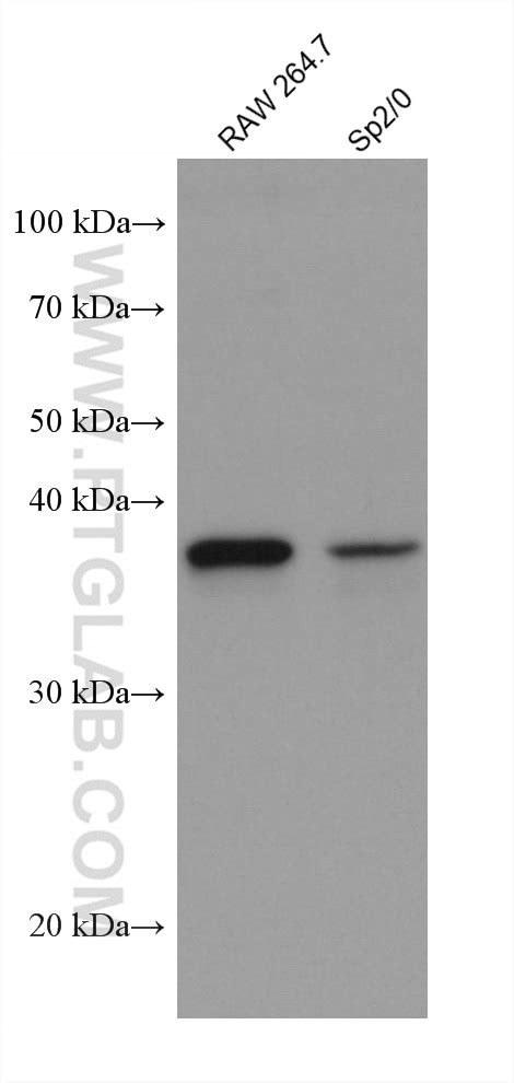 AIM2 antibody (66902-1-Ig) | Proteintech
