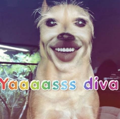 Pin by Mara Lodeiro on Moods | Diva dogs, Really funny pictures, Funny ...