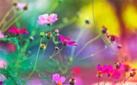 Bing Wallpaper Flowers 的图像结果