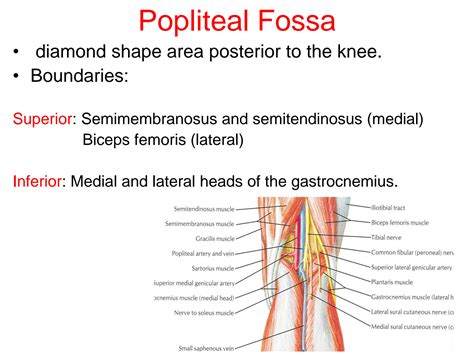 SOLUTION: Leg popliteal fossa - Studypool