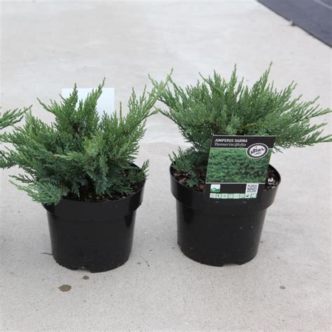 Juniperus sabina 'Tamariscifolia' - buy plants at Coolplants