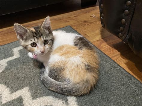 Bella Boo looks like an autumn 🍂 kitten with her colors 😍 : r/kittens