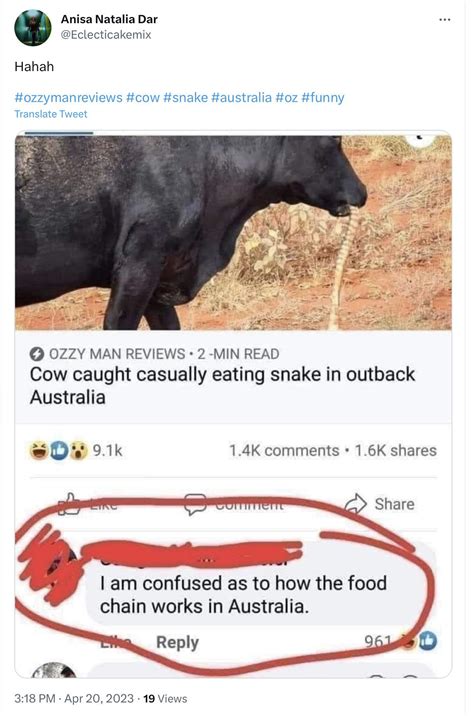 Image result for Python Snake Eating Cow