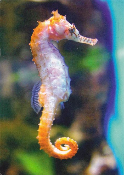 colorful seahorse - Google Search | Beautiful sea creatures, Seahorse ...