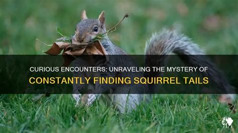 Finding Tails 的图像结果