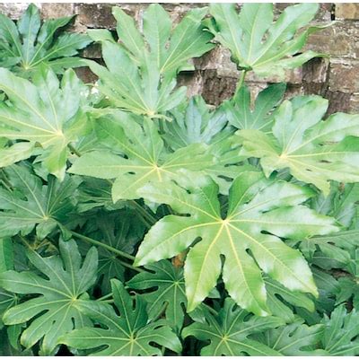 Accent Japanese Aralia Plants, Bulbs & Seeds at Lowes.com