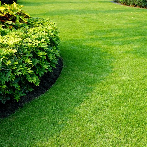 Zoysia Grass Problems