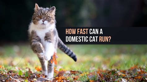 How Fast Can A Domestic Cat Run?