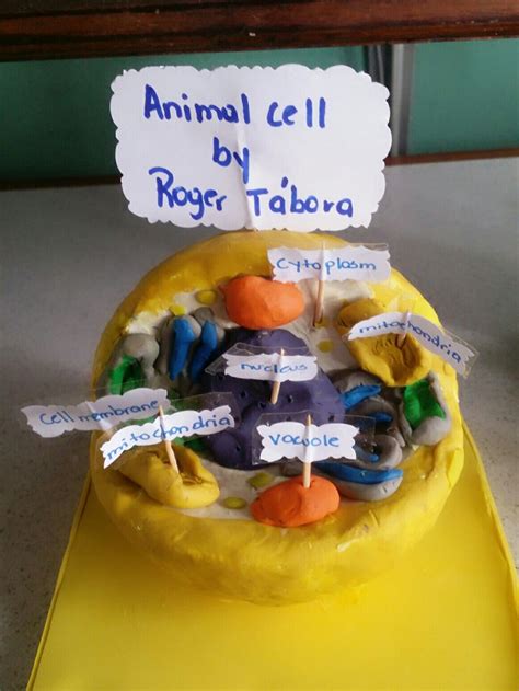 Animal Cell Model Project 的图像结果