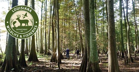 Deer -Hunting, Research, and Management | Louisiana Department of ...