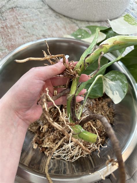 Importing Plants : r/RareHouseplants