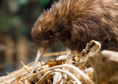 New Zealand's wildlife self-drive tour | Audley Travel UK