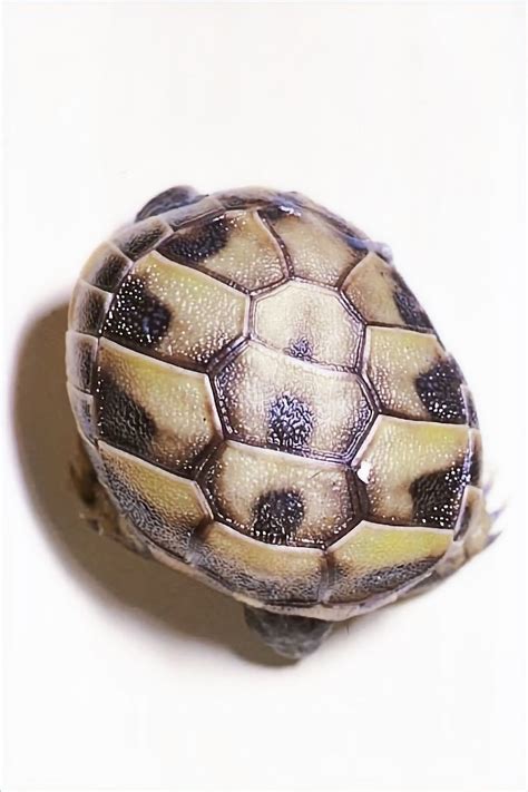 Tortoise Bottom Shell Fell Off 的图像结果