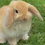 Image result for Beautiful Bunnies and Flowers