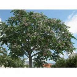 Aerial Seeding Species - Melia Azedarach Tree Manufacturer from ...