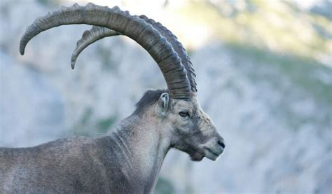 Image result for Ibex Module Video Live