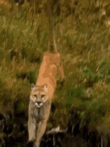 Image result for Artificial Intelligence Python Code Example