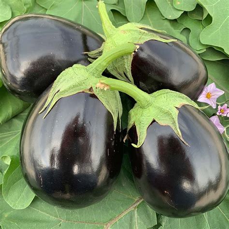 Brinjal Black Round Seeds Vegetable Hybrid Seeds for Home Garden for ...