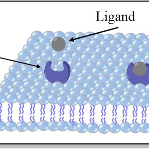 Image result for Complementarity of Structure and Function